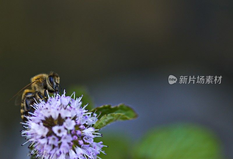 一只蜜蜂在马郁兰上的极端特写(Origanum majorana)。巴伐利亚,德国。